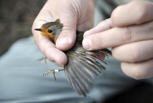 Ornithologists use tags to track birds.