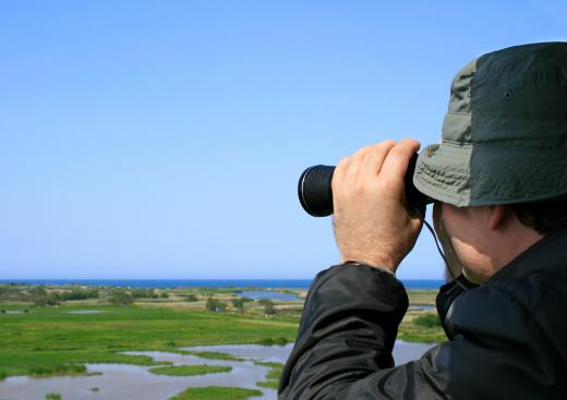 Ornithologists observe birds in the field.