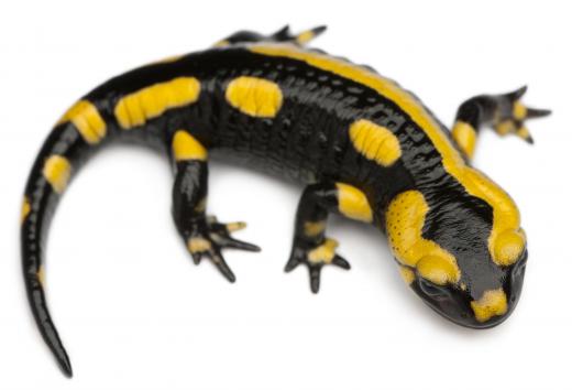 A herpetologist may study salamanders.