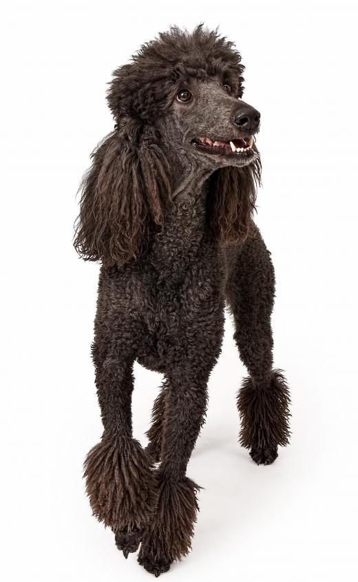 Poodles require groomers to have particular skills and knowledge.