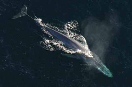 A marine biologist might study the largest animal on Earth, the blue whale.