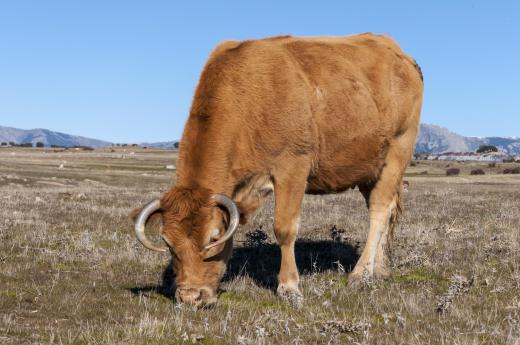 Livestock services contractors deal with the well-being of farm animals.