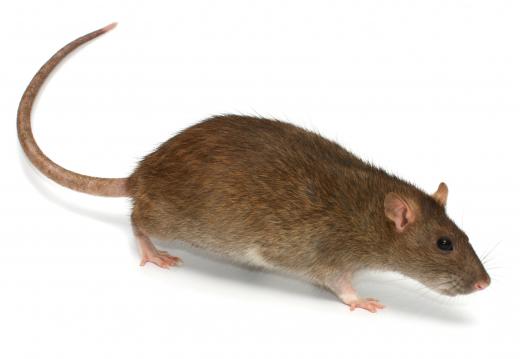 Brown rats are a common rodent pest.