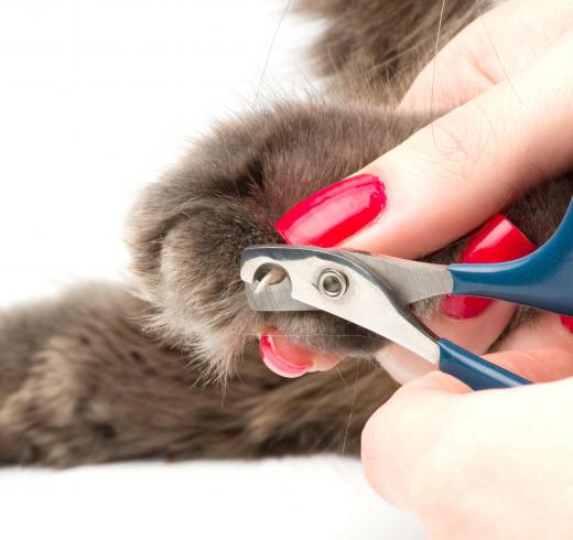 A pet stylist can handle things like trimming a pet's nails.