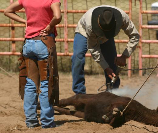 A brand inspector makes sure the brand on a cow matches branding records.