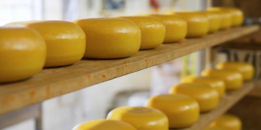 Cheese wheels aging on shelves.