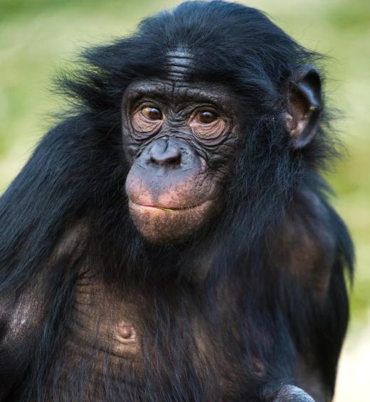 Conservationist Jane Goodall worked with many chimpanzees.