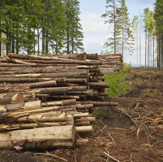 A lumberjack harvests trees.