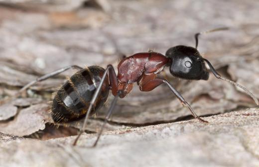 An ant exterminator will first determine the type of ant that's causing the problem.