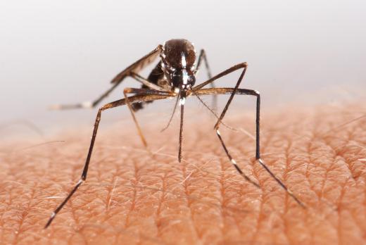 Sanitary engineers make sure dumping sites don't become a breeding ground for insects.