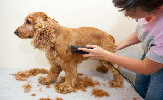 A dog getting its fur shaved at the dog groomer.