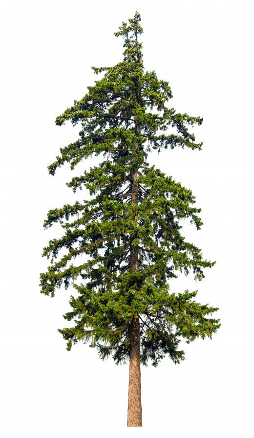 Trees may need to be trimmed when they grow too tall or wide.