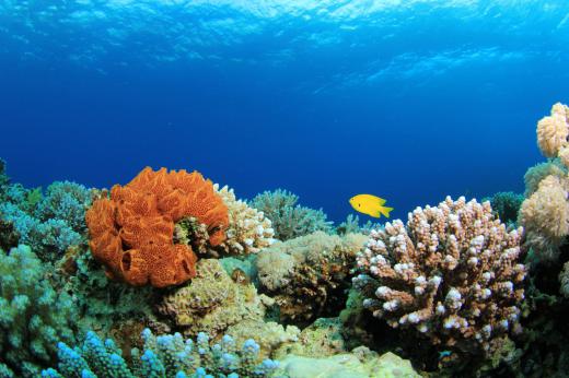 Some oceanographers study coral reefs and other marine plants and animals.