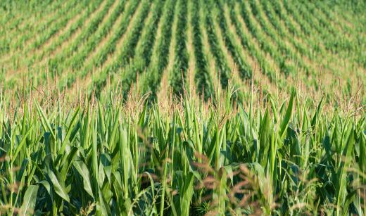 Certified crop advisers help farmers grow their fields to its fullest potential.