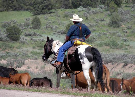 A food technologist may advise ranchers on how to improve the quality of meat.