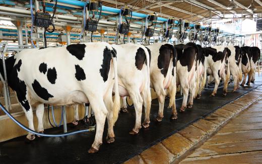 A dairy farmer must ensure that all of the milking and feeding machinery on a dairy farm is working properly.