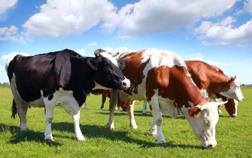 In colonial America, fence viewers were appointed to deal with problems involving roaming livestock.