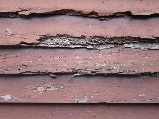 A termite exterminator should rid the house of termites and take steps to prevent further infestations.