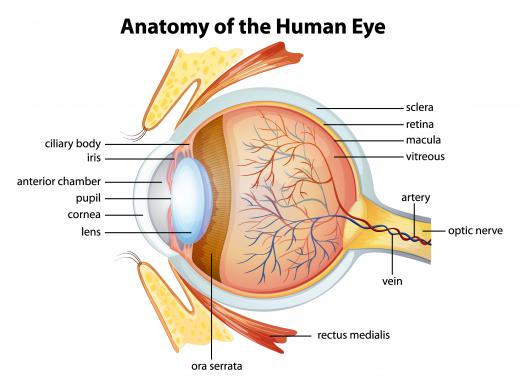 The cornea allows light to enter the eye.