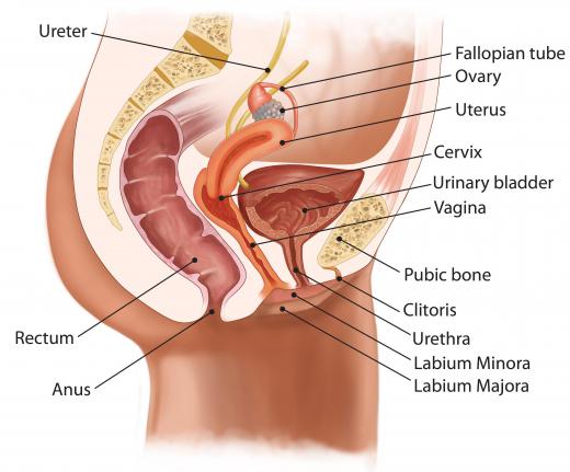 A proctologist is a specialist focused on diagnosis and treatment of the rectum or anus.