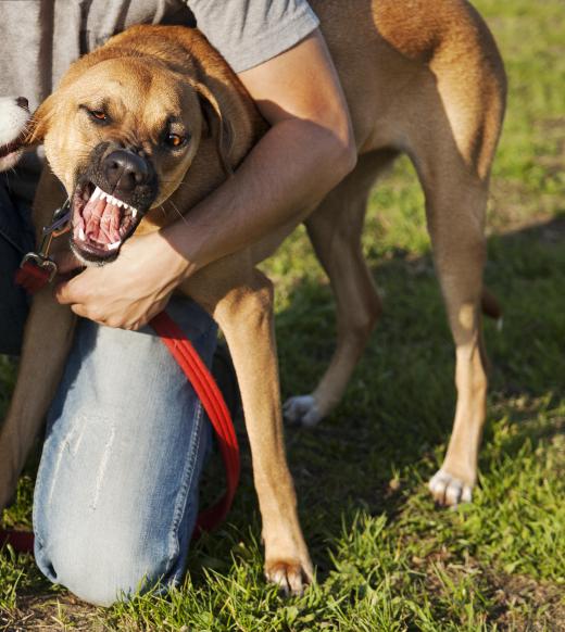 Potentially aggressive dogs may be assessed by an animal psychologist.