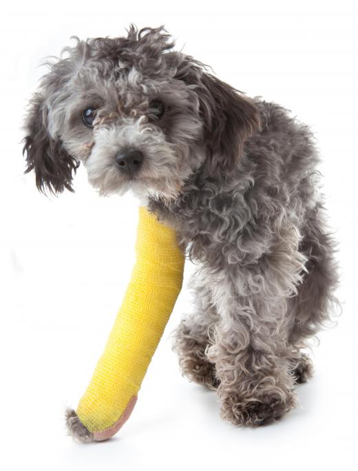 A naturopathic vet may seek to ensure a dog has a proper diet to prevent it from easily fracturing bones.