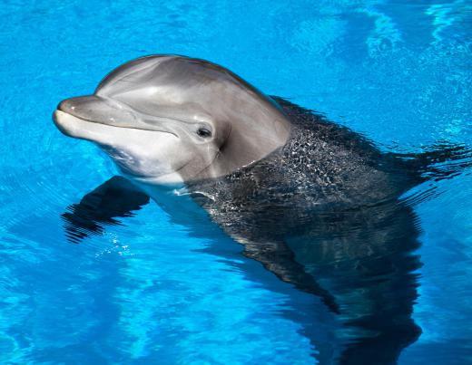 Trainers teach dolphins to perform.