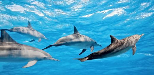 Wild animal trainers might work with dolphins.