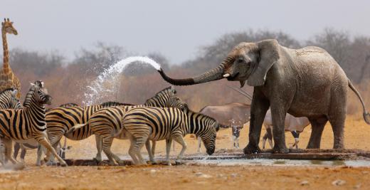 Ethologists study animal behavior.