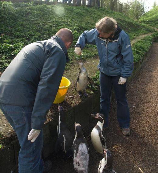 Tending to the animals and maintaining exhibits are the main duties of zookeepers.