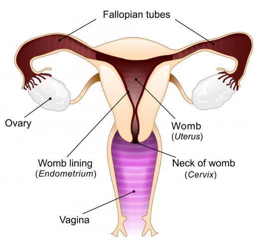 Gynecologists specialize in issues concerning the female reproductive system.