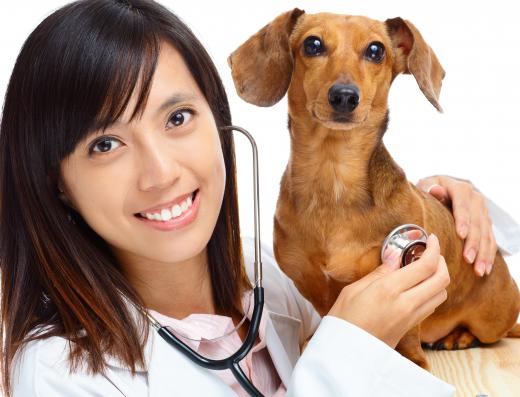 Veterinary technicians helps the main veterinarian diagnose animal conditions.