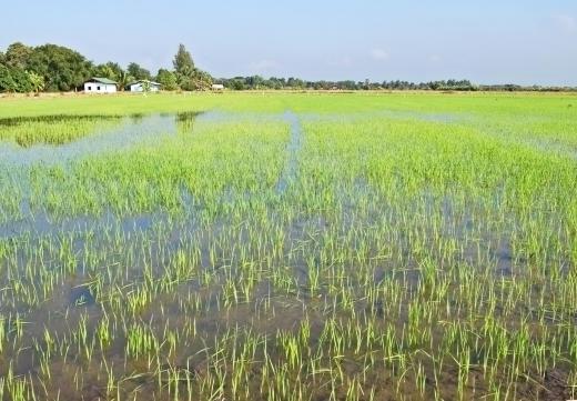 Certified crop advisors often deal with irrigation and flooding.