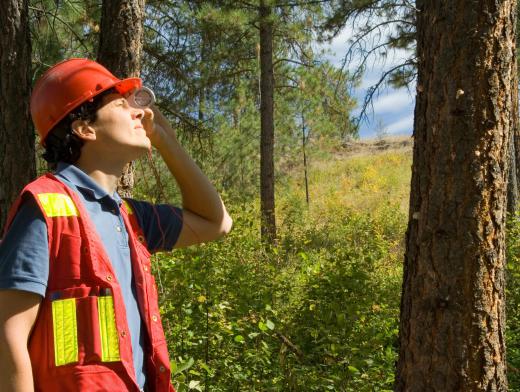 A city forester may decide where new tress should be grown and when old ones should be cut down.