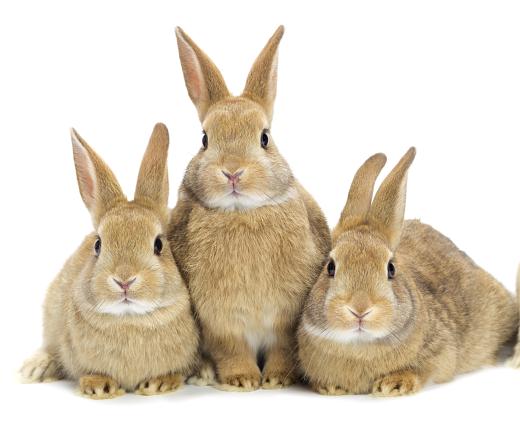 Some vet techs work with "exotic" species, such as rabbits.