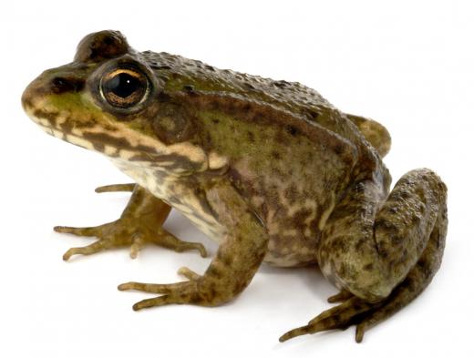 A type of biologist called a herpetologist studies amphibians, like frogs.