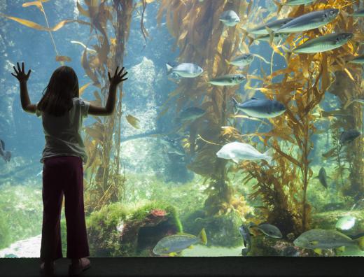 An aquarist provides comprehensive care to fish and aquatic animals, either in an aquarium or in the aquatic section of a zoo.