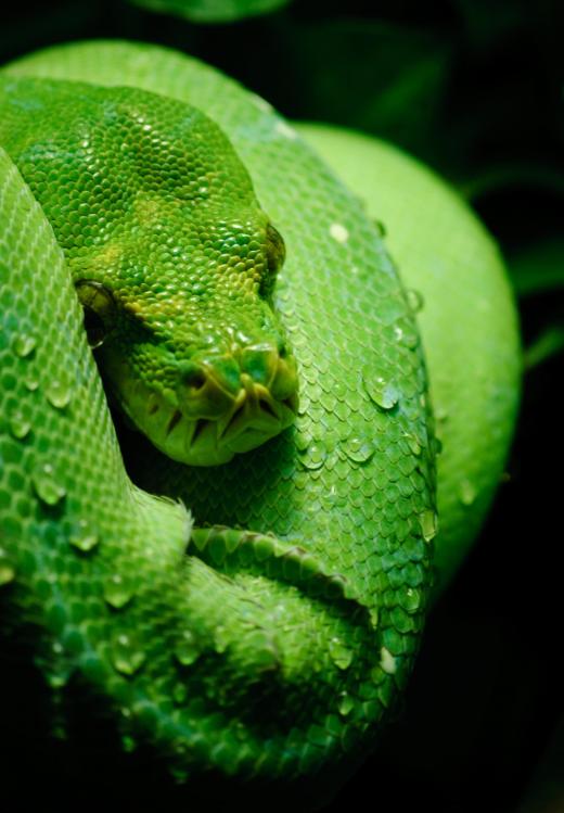 Zookeepers may specialize on certain types of animals, such as snakes and other reptiles.