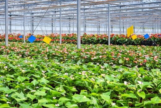 Working in a greenhouse or nursery environment will provide valuable experience for those wishing to become a wholesale florist.