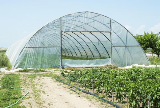 Greenhouse managers should complete a horticulture training program.