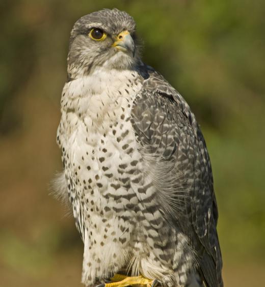 Wildlife photographers may focus on woodland animals, such as hawks.