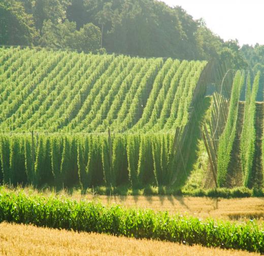 A hops farm.