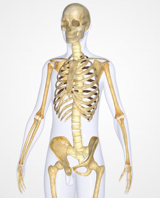 A scale model of a skeleton will be helpful to a kinesthetic learner.