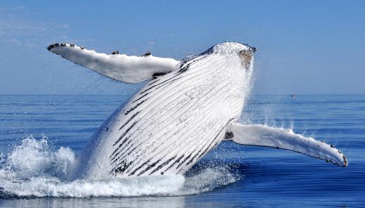 Some marine biologists may specialize in the study of whales.