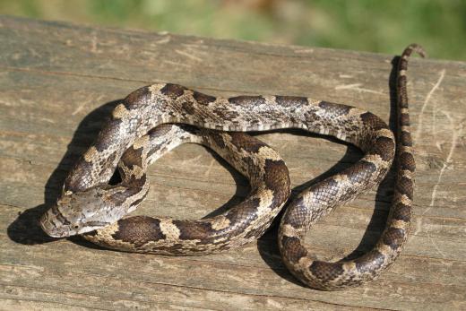 A juvenile black rat snake, which a herpetologist might study.