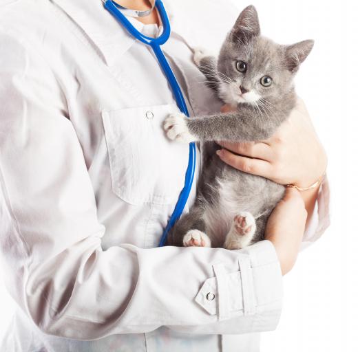 Veterinarians may work with cats.