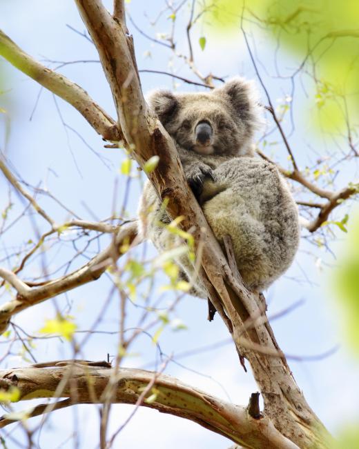 A zoologist might study the differences between marsupial mammals, like koalas, and placental mammals.