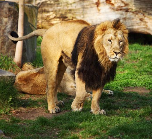 A wild animal trainer may work with lions.