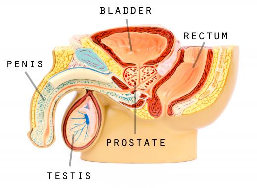 An andrologist may diagnose and recommend treatment for any prostate problems.