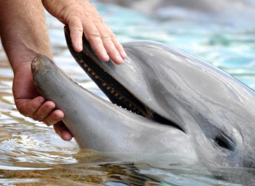 Students often get the chance to interact with dolphins in marine biology camps.